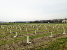 L’Assessore all’Ambiente circa l’interrogazione di M5S sulle protezioni plastiche nelle piantumazioni urbane