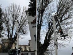 A Carpi si pota il pioppo di via Dorando Pietri