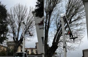 A Carpi si pota il pioppo di via Dorando Pietri