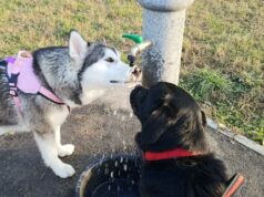 Arceto, riqualificata e più funzionale l’area di sgambamento cani