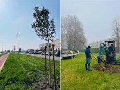 Verde urbano, Mirandola investe sul futuro tra nuove piantumazioni e riqualificazione