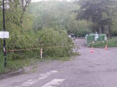 Taglio piante nel parcheggio della Pinetina a Vezzano