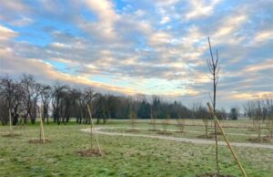 Nasce a Mirandola il “Bosco della vita”: memoria, natura e comunità in un unico progetto