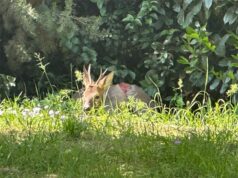 Capriolo in fuga tra via Murri e via degli Orti salvato grazie all’intervento congiunto di Polizia metropolitana e Polizia locale di Bologna
