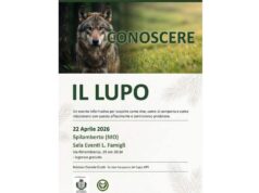 Mercoledì sera a Spilamberto serata informativa ‘Conoscere il lupo’