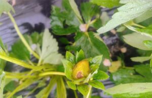 Grandine, Coldiretti Modena: la situazione dei danni in campagna