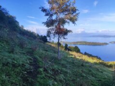 Mundys, Neya lancia in Cile un nuovo progetto di riforestazione di 170 ettari