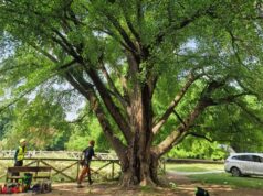 Formigine, progetto di tutela e valorizzazione dei Ginkgo Biloba