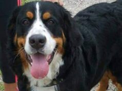 Come rendere il proprio cane “un buon cittadino”? Al via il corso di formazione per ottenere il patentino
